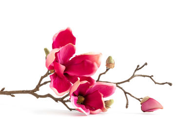 Close-up of pink flowering plant against white background