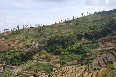 Panoramic shot of agricultural field against sky