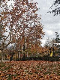 autumn