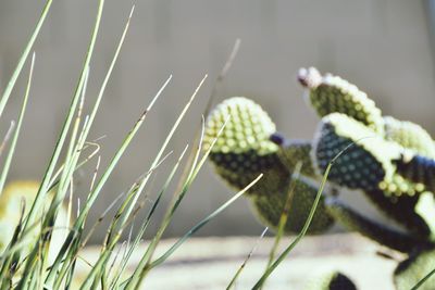 Close-up of plant against blurred background