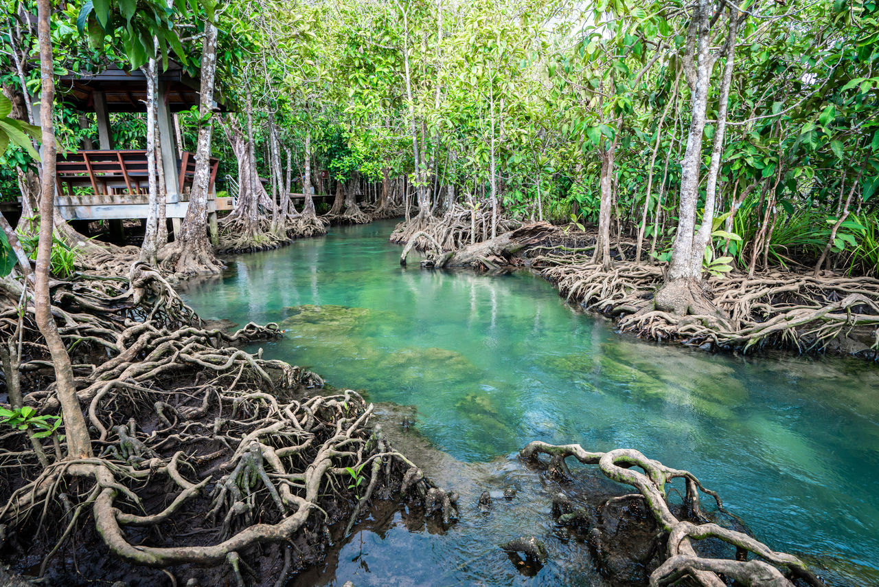 SCENIC VIEW OF RIVER PASSING THROUGH FOREST