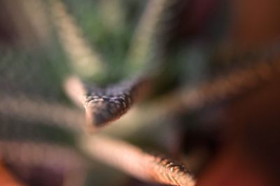 Close-up of lizard