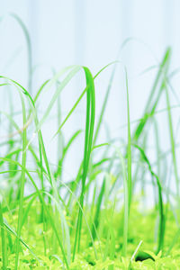 Close-up of grass against blurred background