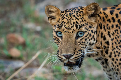 Close-up portrait of a tiger