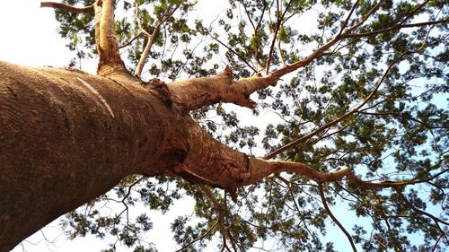 Low angle view of tree against sky