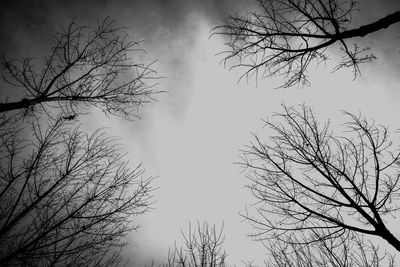 Low angle view of silhouette bare tree against sky