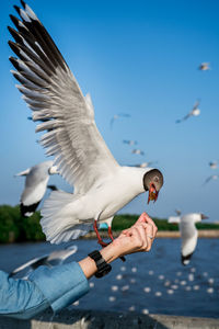 Cropped hand feeding bird against lake