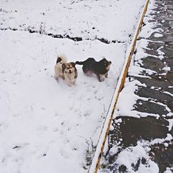 Dog standing on snow covered field