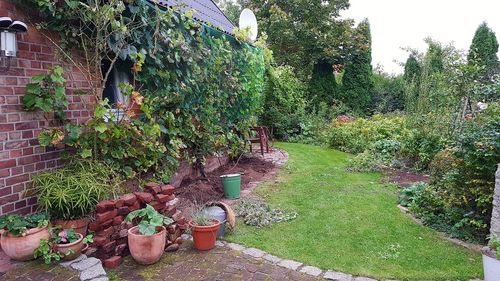 Potted plants in greenhouse