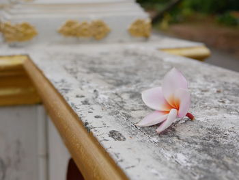 Selective focus of pinkish-white leelawadee flower falling on the fence of a buddhist temple