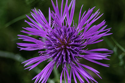 Close-up of purple flower