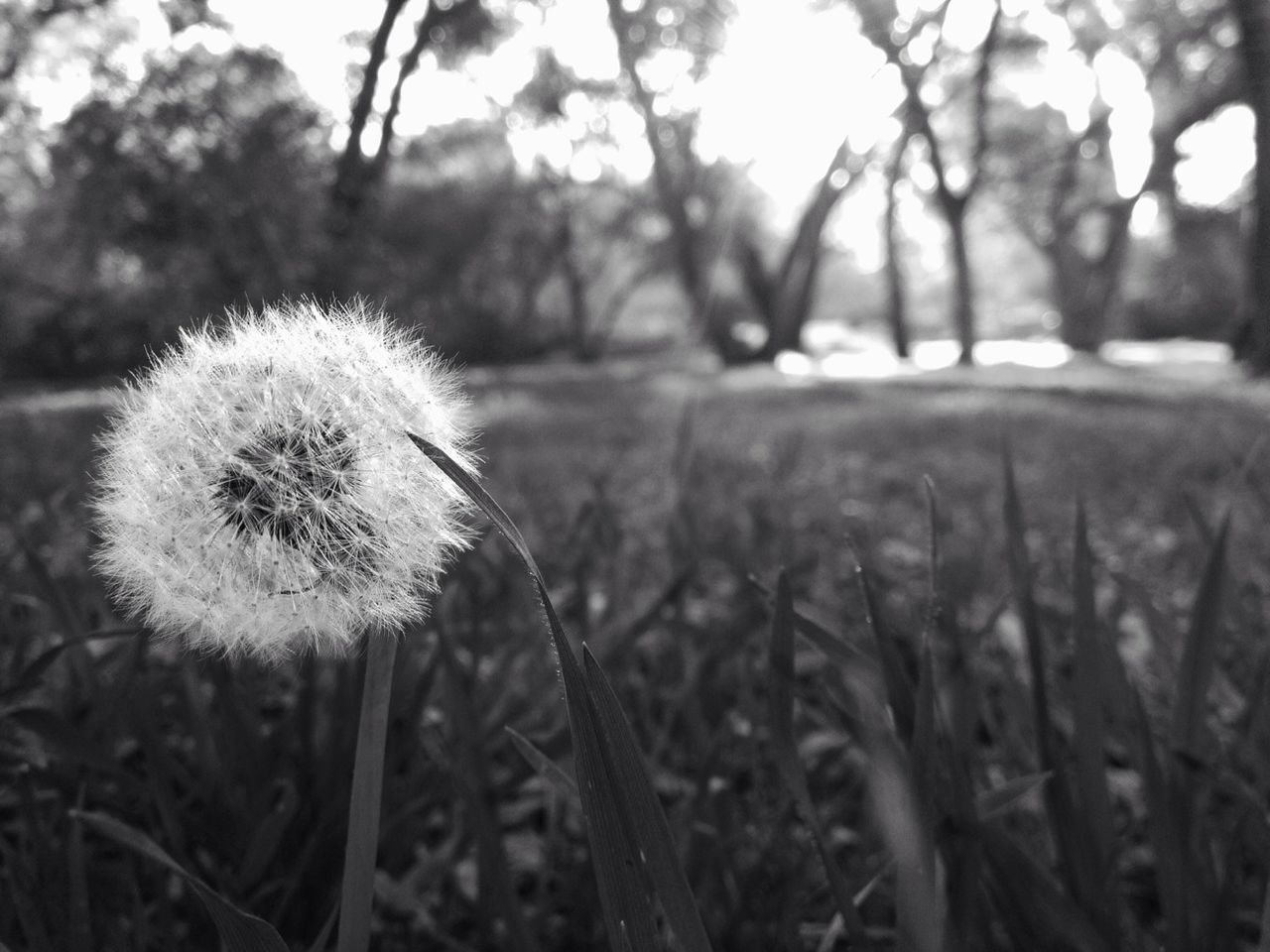 flower, growth, freshness, focus on foreground, dandelion, fragility, nature, close-up, beauty in nature, field, plant, flower head, stem, wildflower, selective focus, uncultivated, white color, grass, day, outdoors