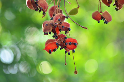 Close-up of red plant pods