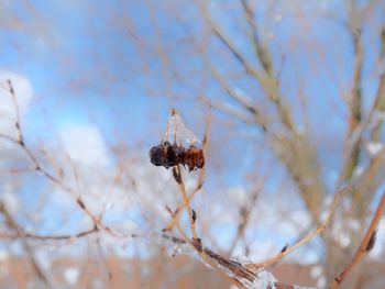 Low angle view of flowering plant on tree