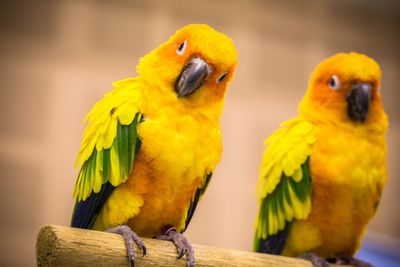 Close-up of parrots perching on wood