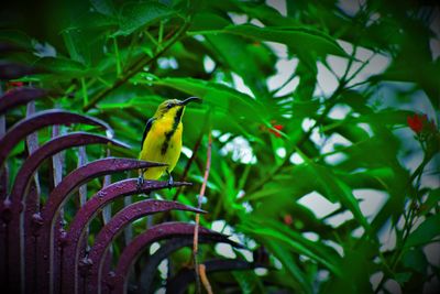 Bird perching on a tree