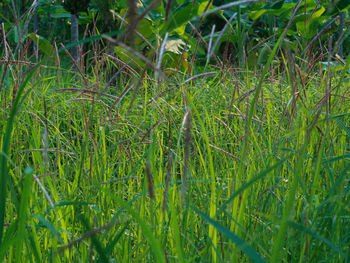 Full frame shot of bamboo plants