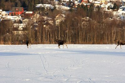 Snow covered landscape