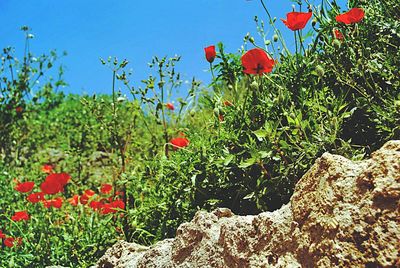 Close-up of red flowers