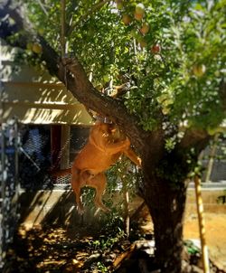 View of an animal on tree trunk