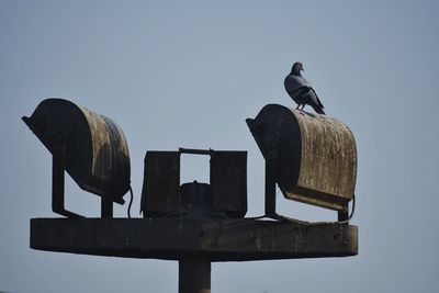 Low angle view of bird perching on wood against clear sky