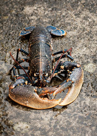 Fresh european lobster of atlantic coast on wet stone. high angle of lobster of sea shore