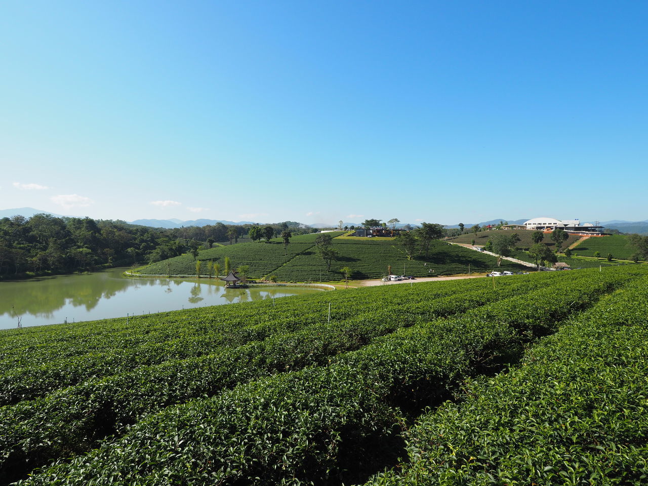 SCENIC VIEW OF FARMS AGAINST CLEAR SKY