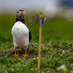 Close-up of bird perching on a field