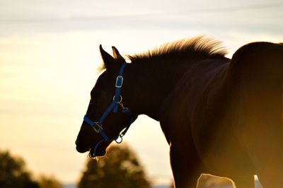Side view of horse against sky during sunset