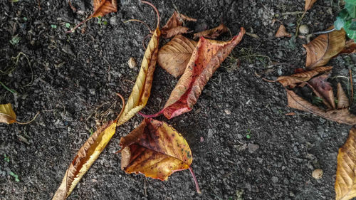 High angle view of dry fallen autumn leaves