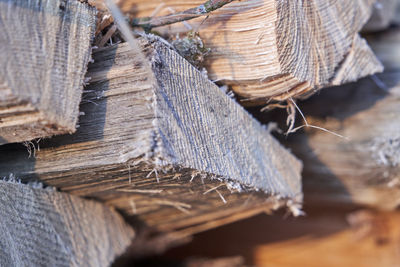 Close-up of logs in forest