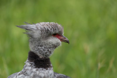 Close-up of bird perching on field