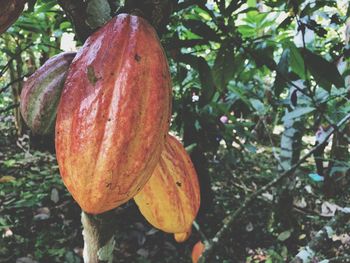 Close-up of fruit growing on tree