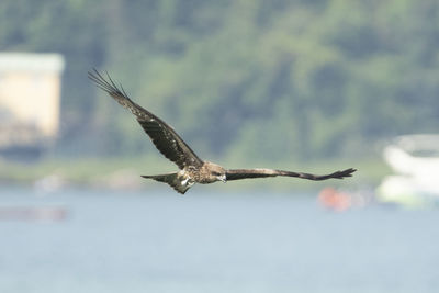 Seagull flying over sea