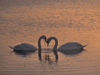 Swans swimming in lake at sunset