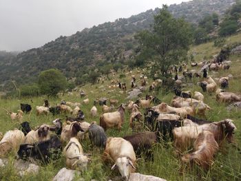 View of sheep on landscape