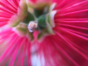 Detail shot of pink flower