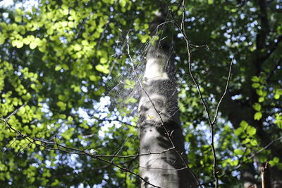 Low angle view of monkey on tree in forest