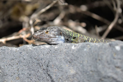 Close-up of lizard on rock