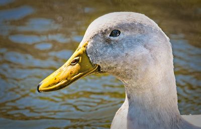 Close-up of a duck