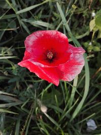 Close-up of red rose flower on field