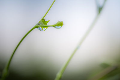 Close-up of insect on plant