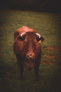 Portrait of cow standing on field