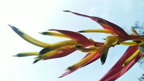 Close-up of day lily against sky