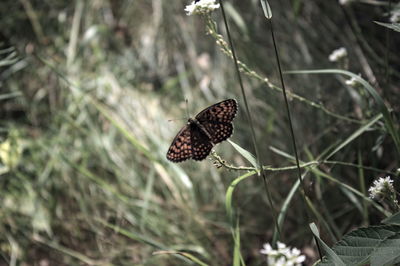 Close-up of butterfly pollinating flower