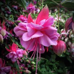 Close-up of pink flowers blooming outdoors