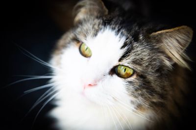 Close-up portrait of a cat