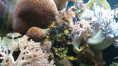 View of coral swimming in water