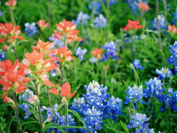 Close-up of purple flowers blooming in field