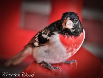 Close-up of bird eating food